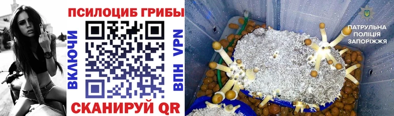Купить закладки  Волжский  Псилоцибиновые грибы Psilocybine cubensis 